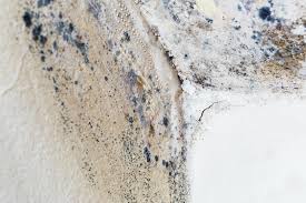 Best Mold Prevention Services in Lake Mohegan, NY